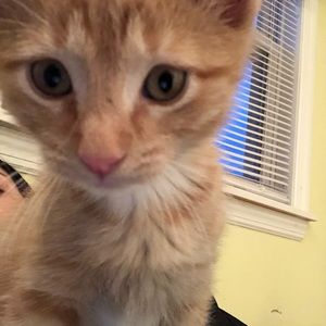 Meet your Posher, Madison